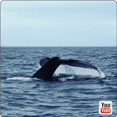 baleine à Tadoussac
